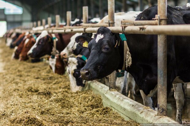 Хто може уникнути мобілізації: почнуть бронювати першими