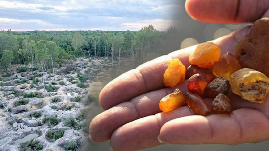 Добыча янтаря в калининграде. Штраф за добычу янтаря. Калининград добыча янтаря незаконная. Добыча янтаря. Копатели янтаря в калининградской.